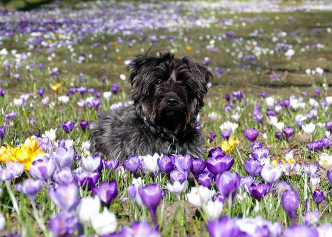 Keeping Your Dog Safe at Easter: Essential Tips