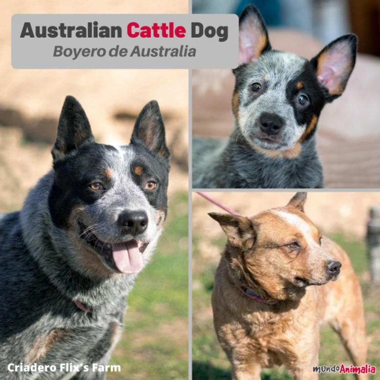 Australian Cattle Dog o Boyero de Australia