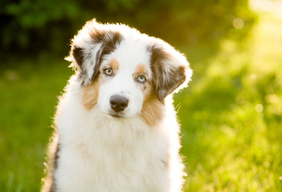 5 Key Facts About Dog Skin and Sun Exposure