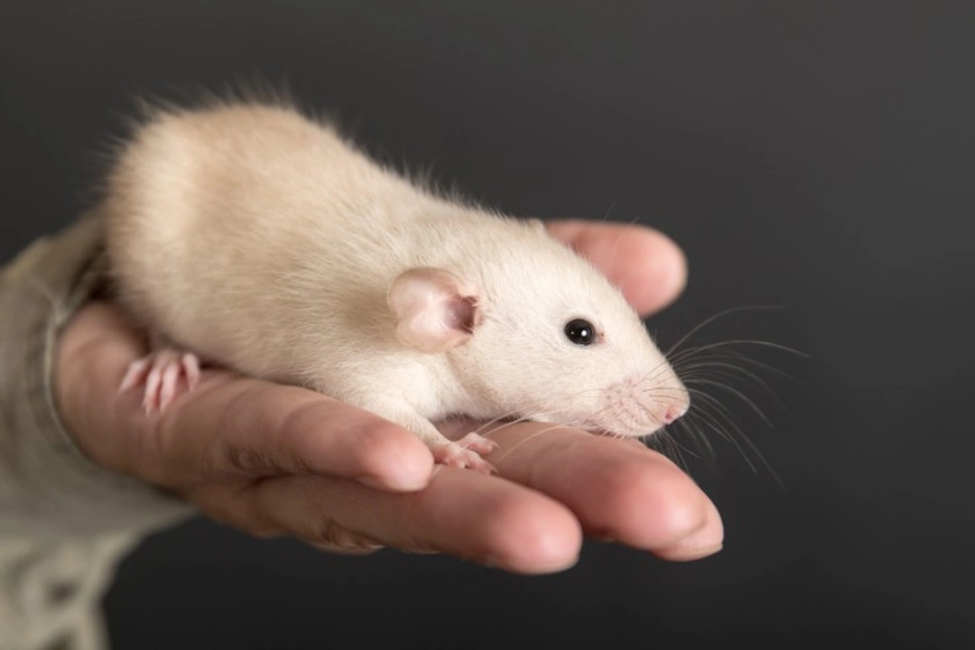 Keeping Your Pet Rats Safe When Outside Their Cage