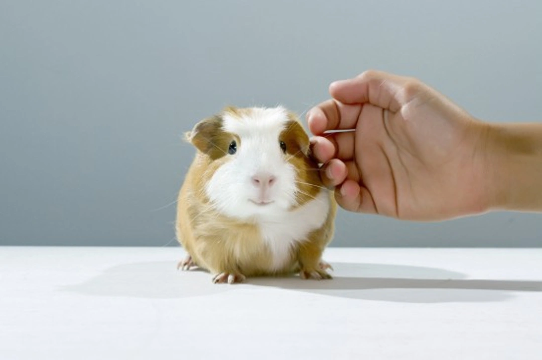 Why Does My Guinea Pig Try to Bite Me? Reasons & Solutions