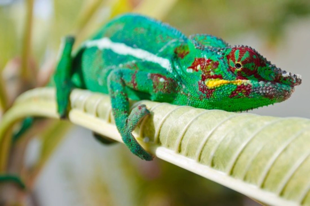 Basic Guide to Reptiles for New UK Pet Owners