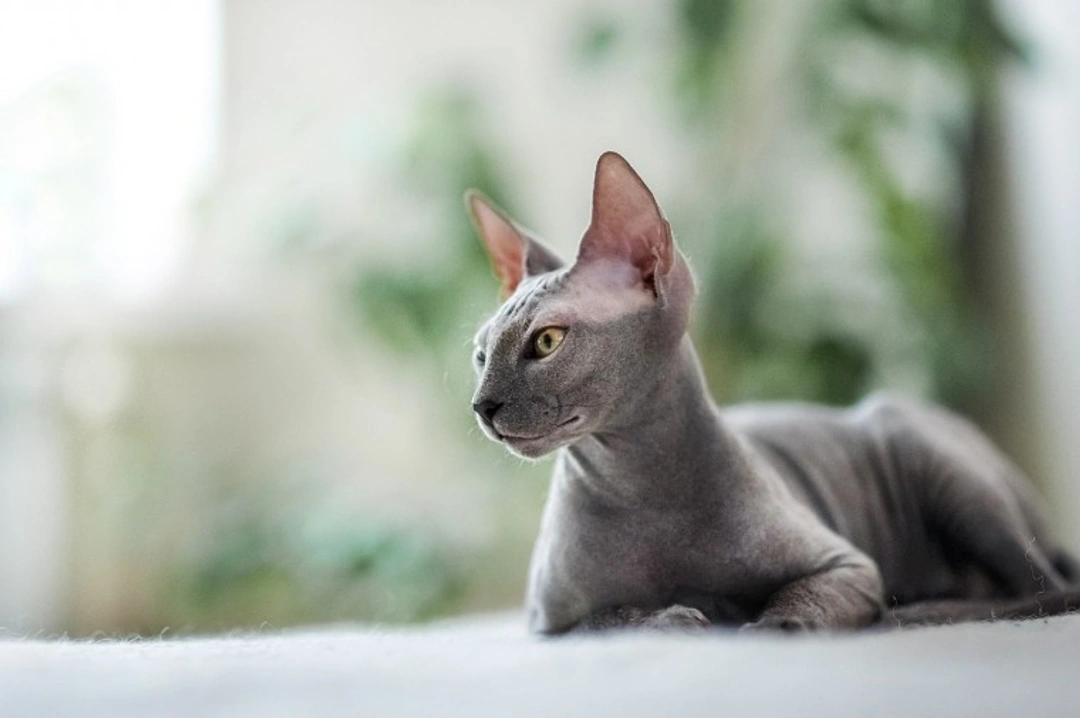 Five Common Cat Skin Problems and How to Identify Them