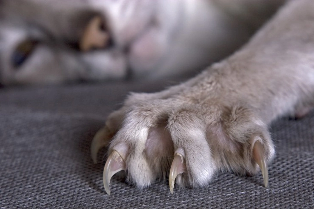 Why Cats Retract and Extend Their Claws: How and Why