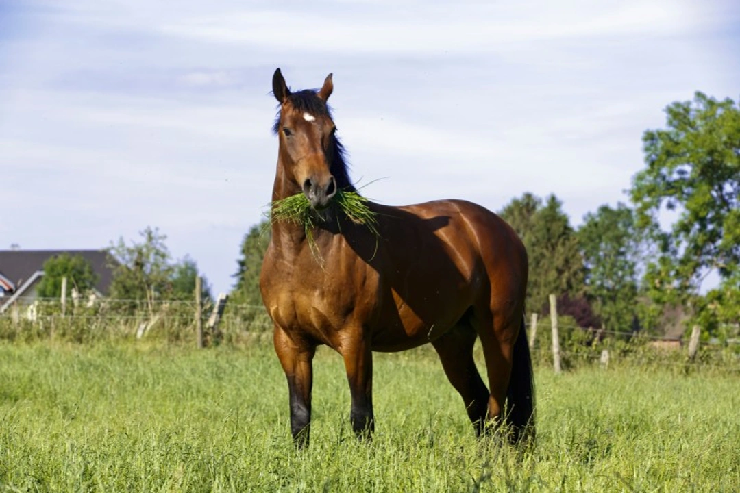 Would Your Horse Benefit from Electrolytes? Expert Guide