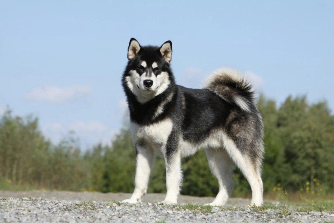 Alaskan Malamute Polyneuropathy: Testing and Heredity Guide