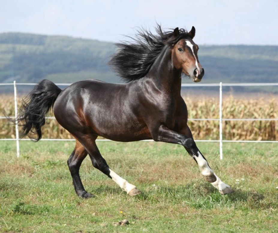 Complete Guide to Keeping Your Horse Happy and Healthy