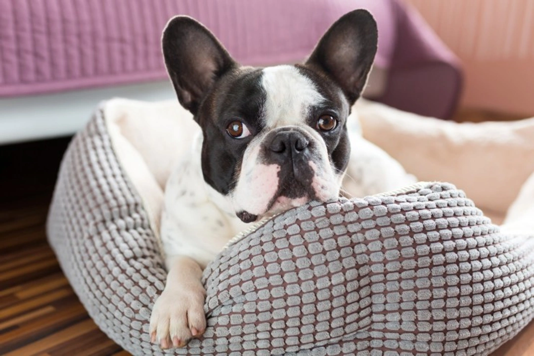 Dogs and Carbon Monoxide (CO) Poisoning Safety Guide