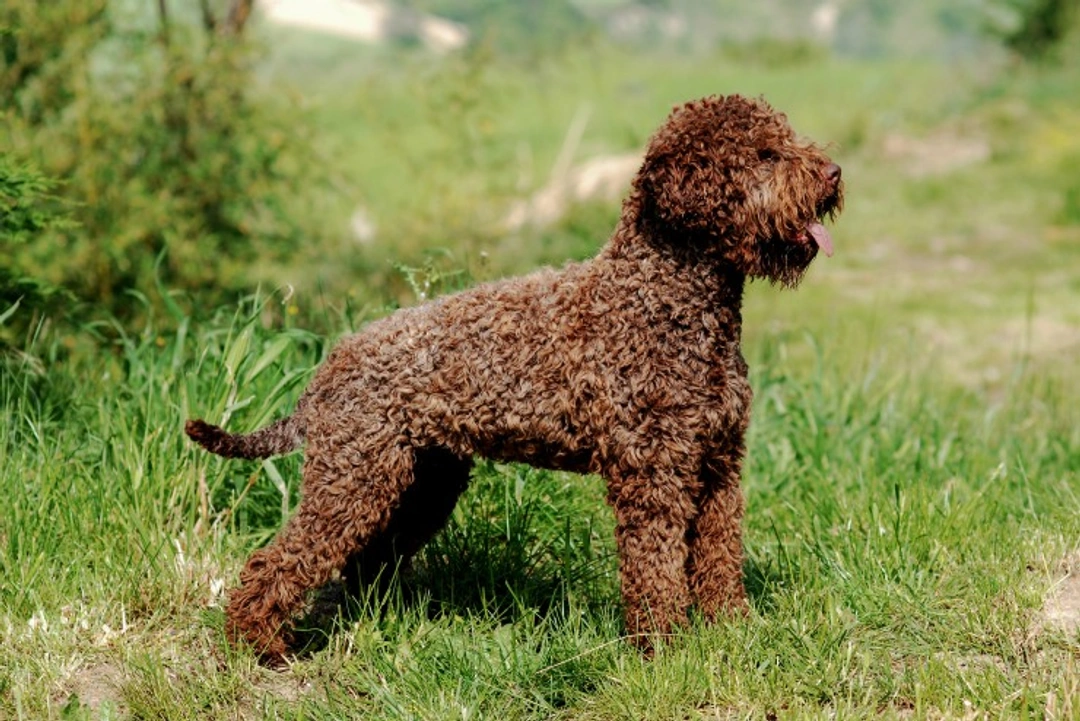 Top 6 Most Expensive Gun Dog Breeds to Buy UK 2025