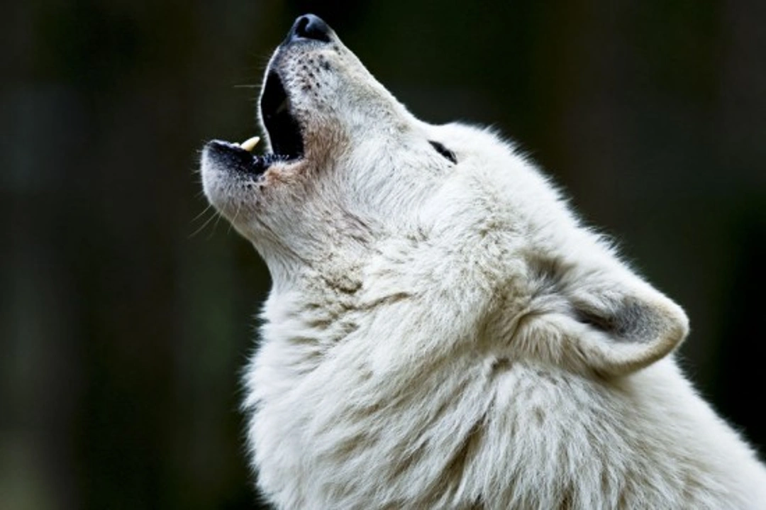 Wolves and Dogs: Origins of the Domestic Dog Explained