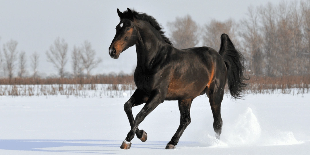 Ta hand om hästens hovar i vinter