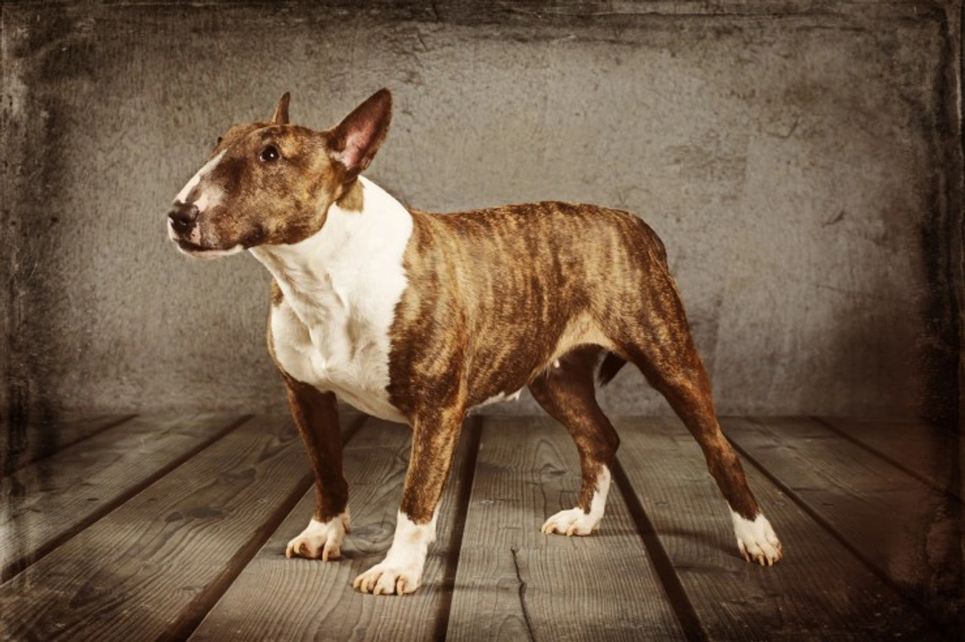 What Does a Dog’s Gallbladder Do? Complete American Guide
