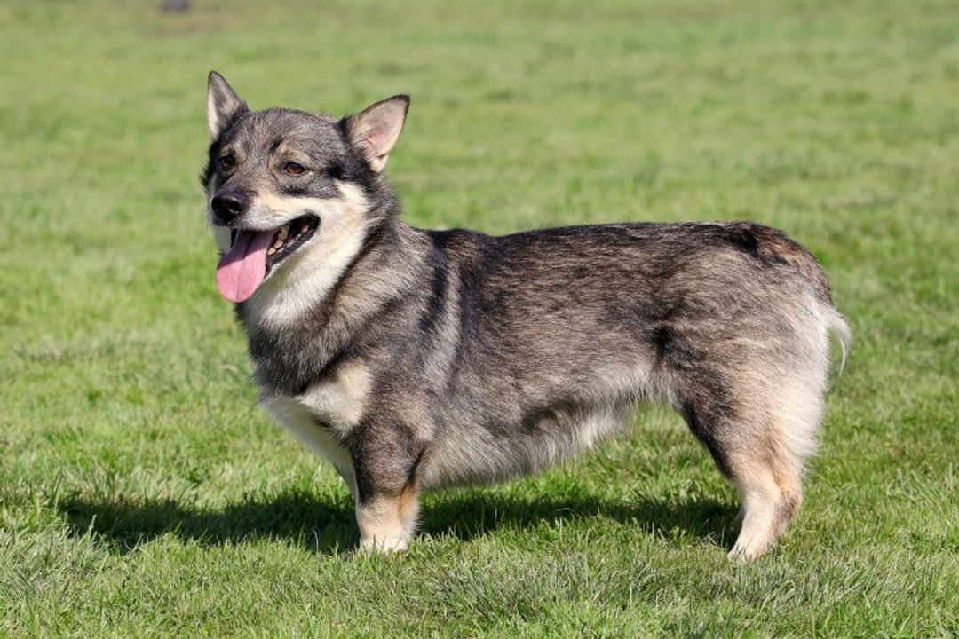 Retinopathy in Swedish Vallhunds: Inherited Eye Disease Guide