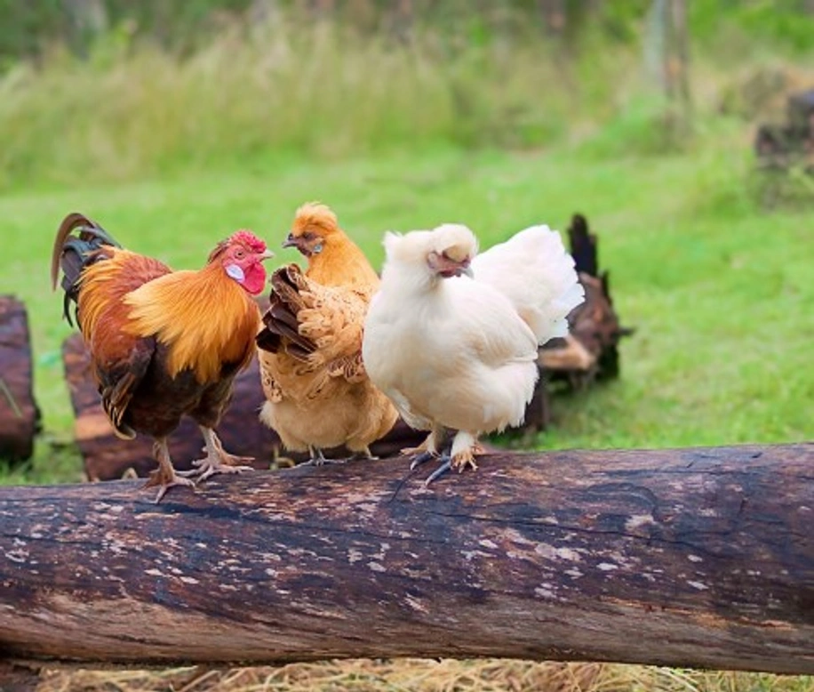 Why Pecking Order is Essential for Chicken Welfare