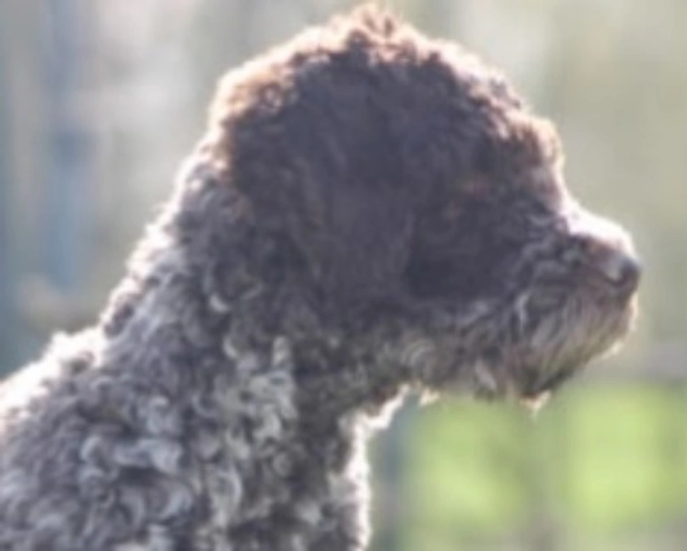 Lagotto Romagnolo: il cercatore di tartufi e le origini
