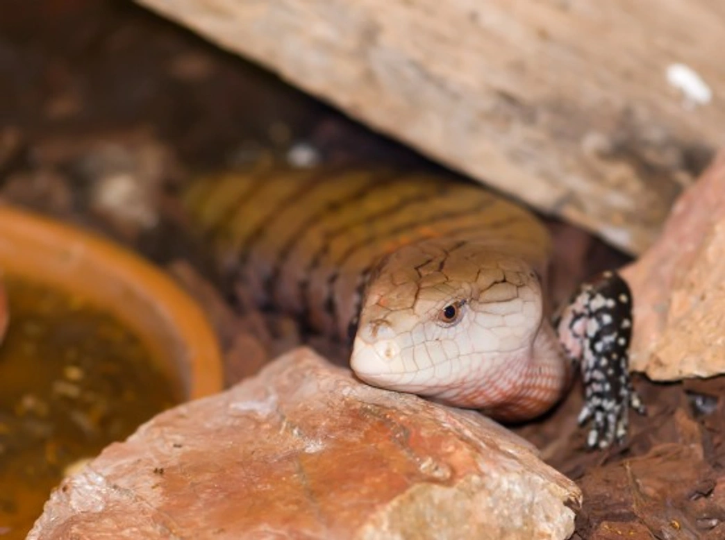 Sharing Your Home with a Skink: Care Guide for Pet Owners