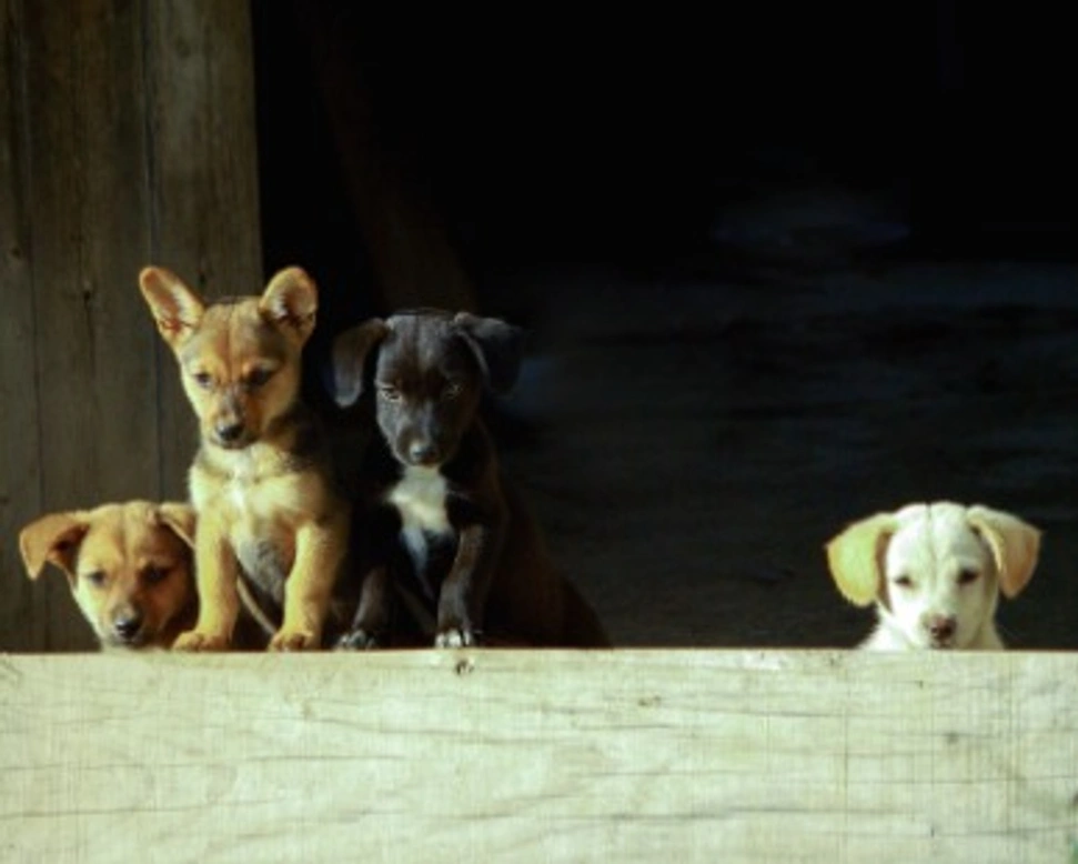 Cuccioli di cane: alimentazione a volontà o meglio razionare il cibo?