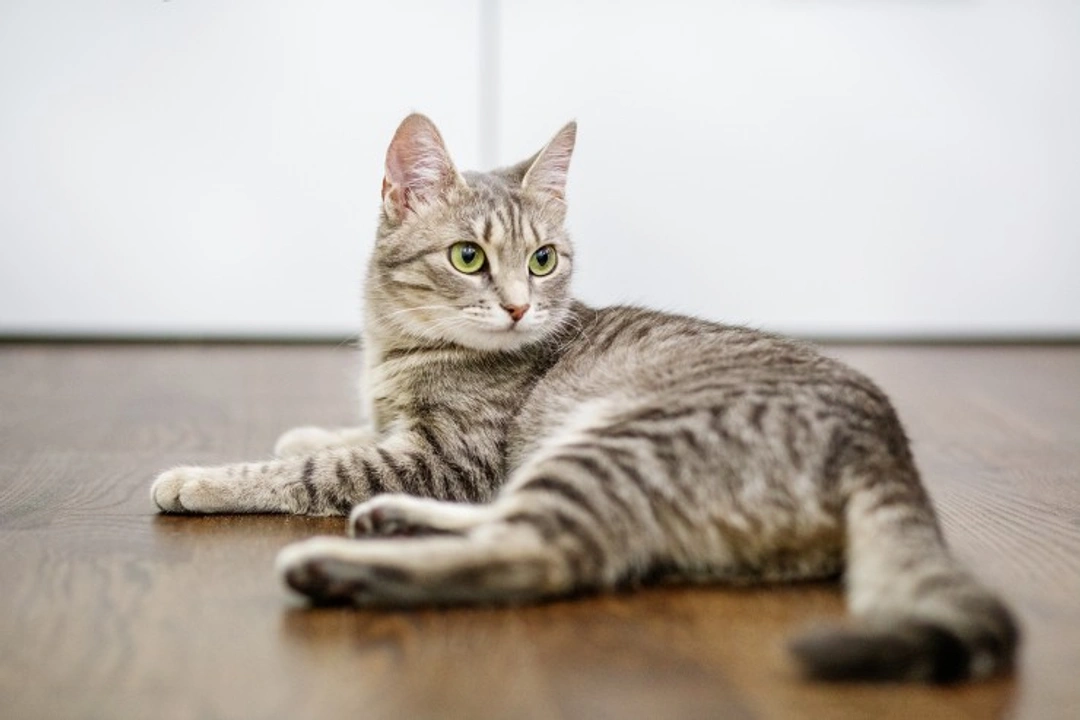 Por qué mi gato marca en casa: causas y soluciones