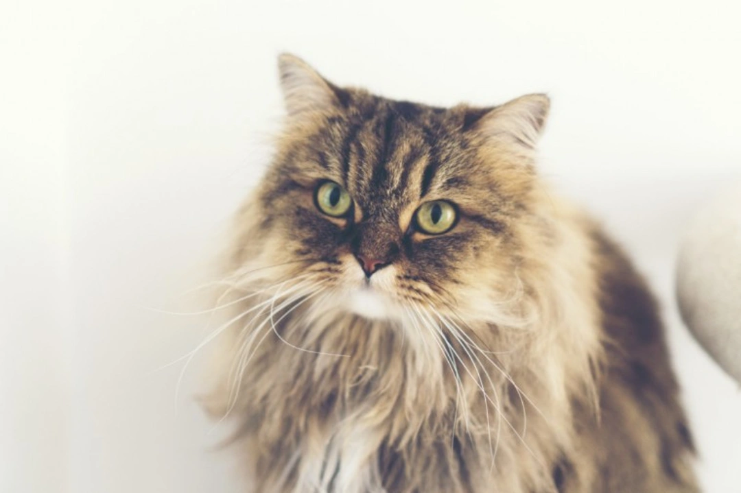 Polycystic Kidney Disease in Persian Cats: Causes & Care