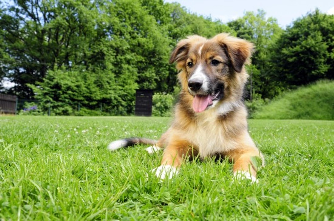 Dog Socialization Issues: Why Some Dogs Are Left Out