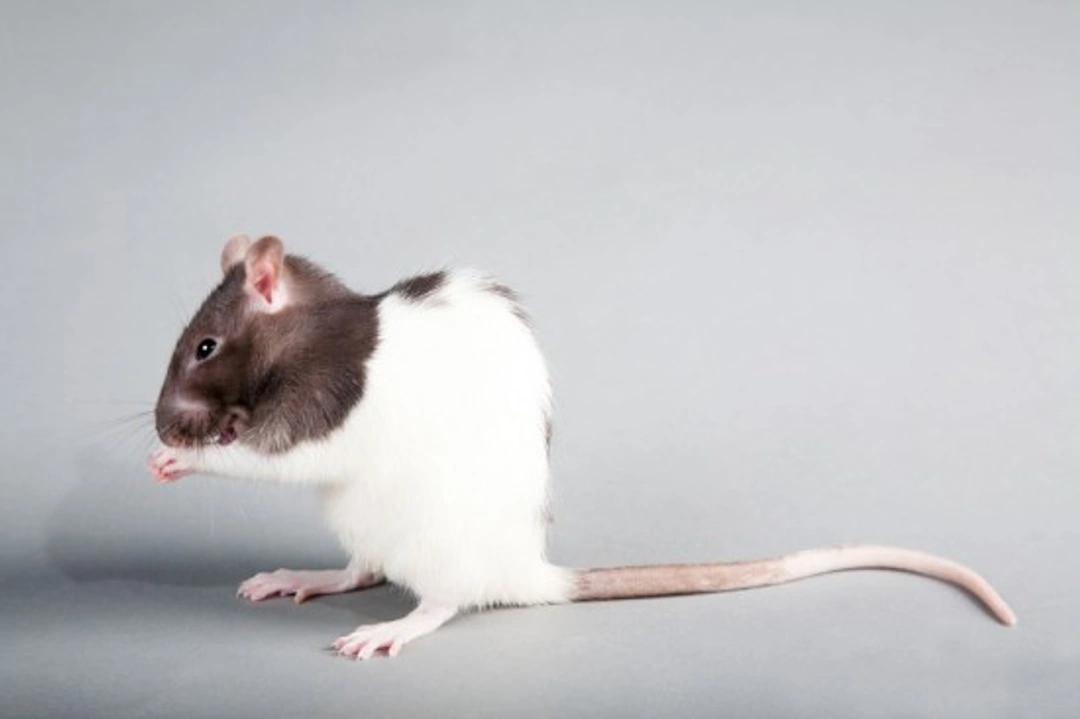 Common Health Problems of Pet Rats: A Comprehensive Guide