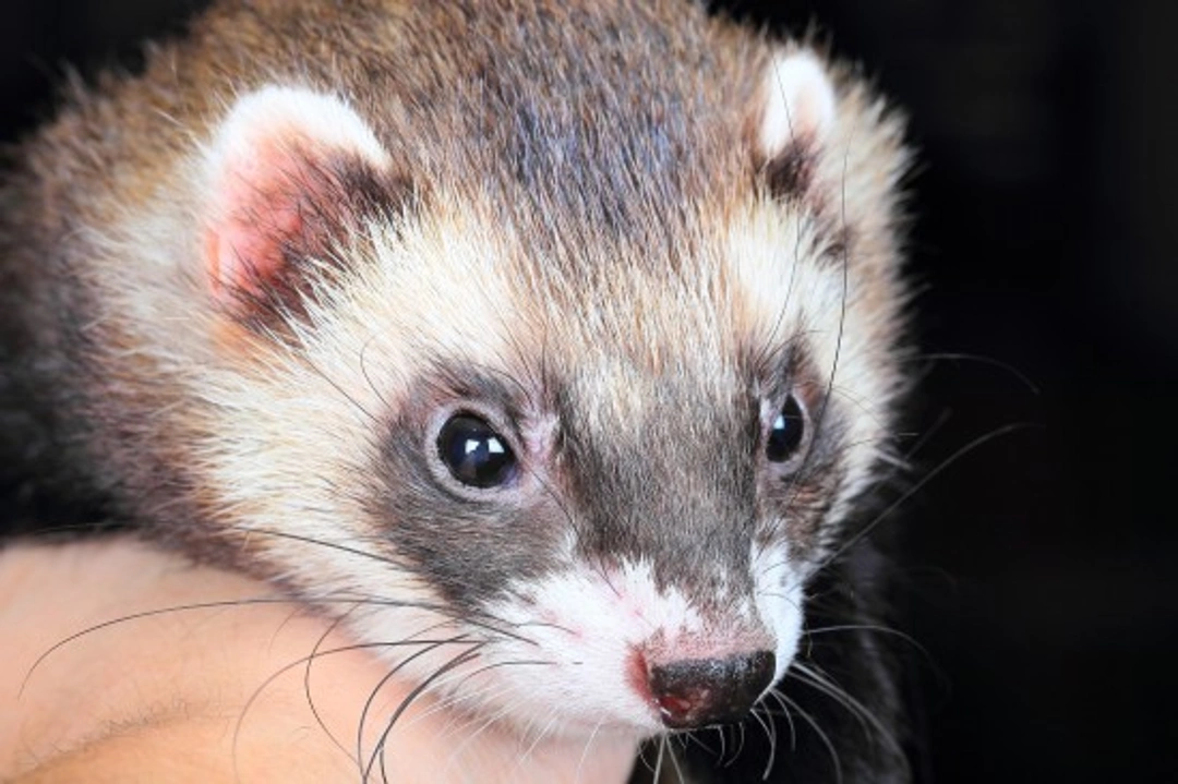 Understanding Ferrets and Their Food Hoarding Habits
