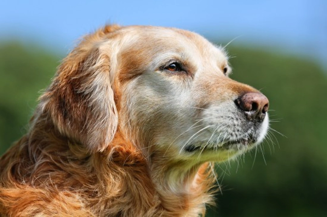 Dog Lifespan Explained: Breed, Size & Tips for Longer Life