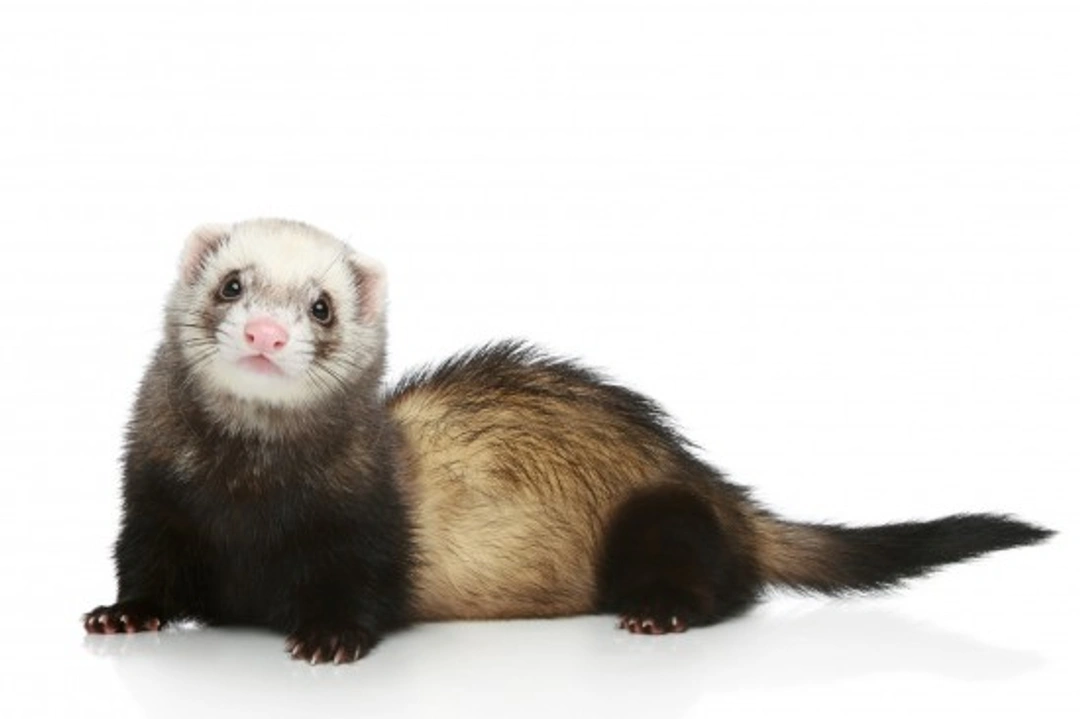 Waardenburg Syndrome in Ferrets: Causes, Symptoms & Care