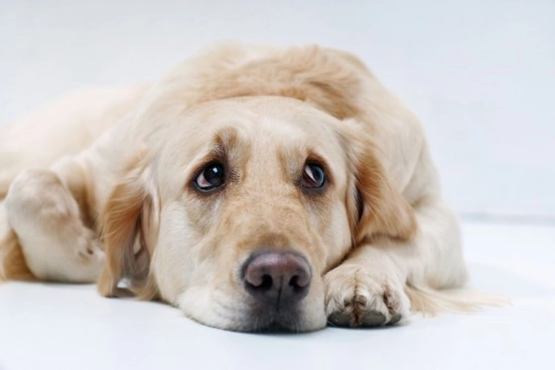 Can Dogs Suffer from Depression? Signs, Causes, and Help