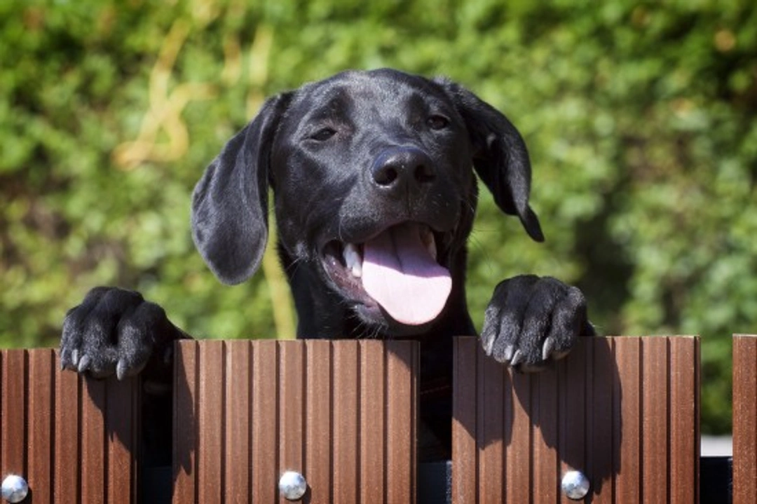Dog Ownership: How to Be a Good Neighbour