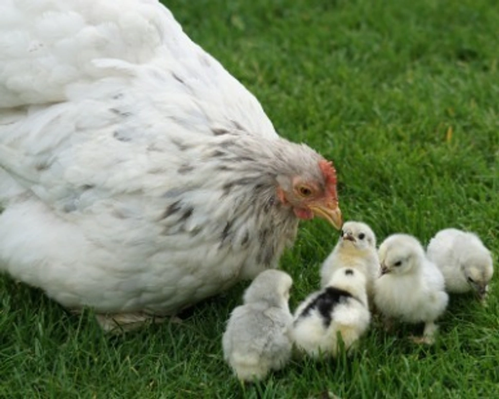 Pollaio per Galline: info per allevare galline nel proprio giardino