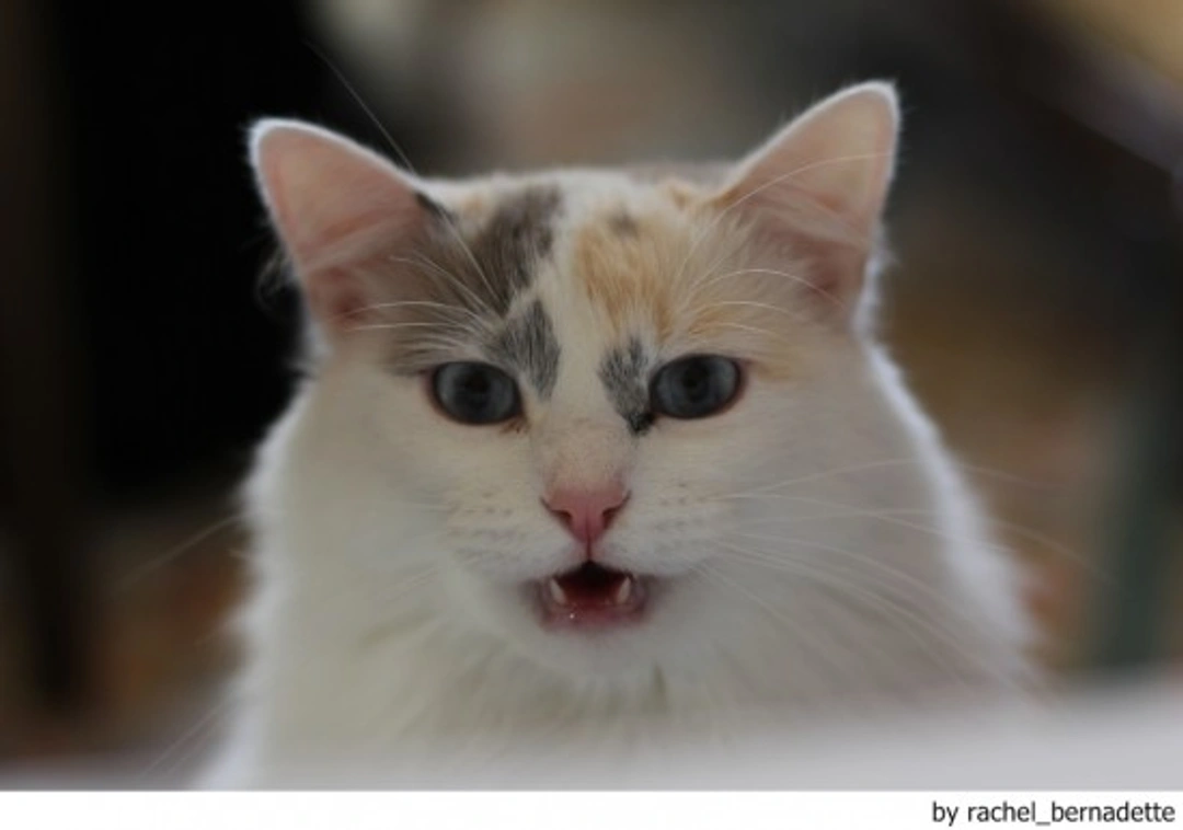 Tu gato te habla. Entiende lo que dice