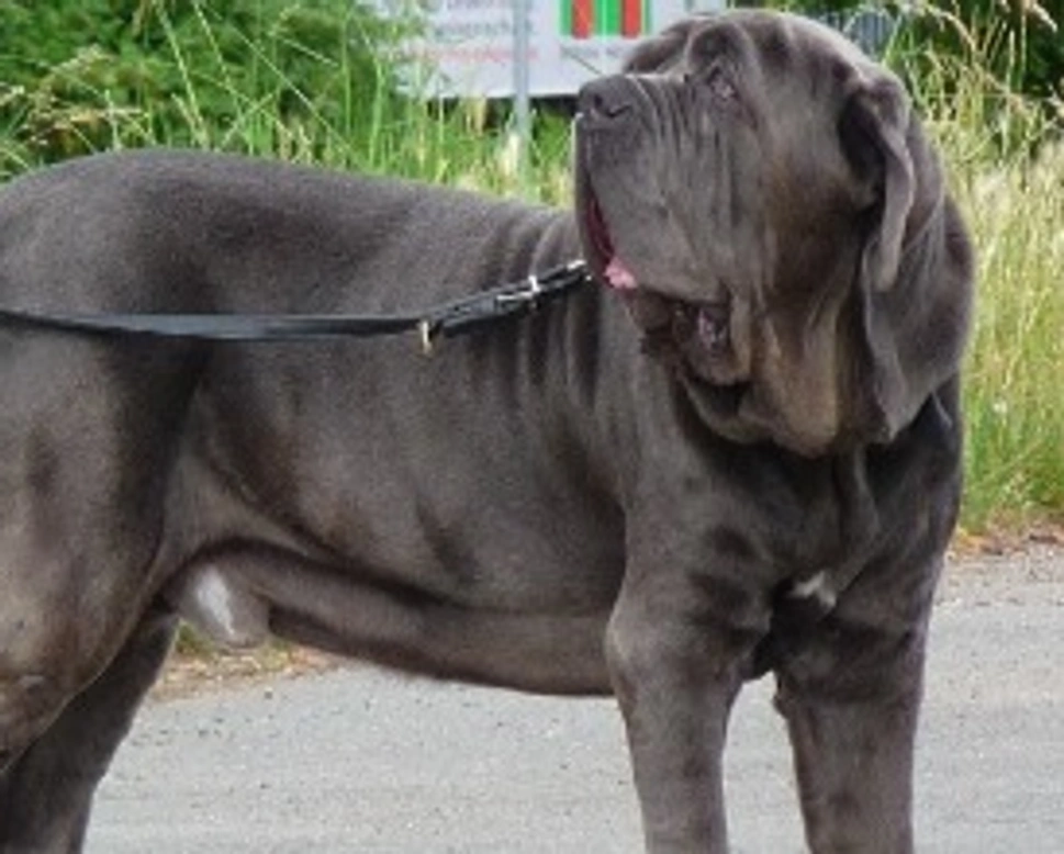Mastino Napoletano gigante: consigli prima dell'acquisto