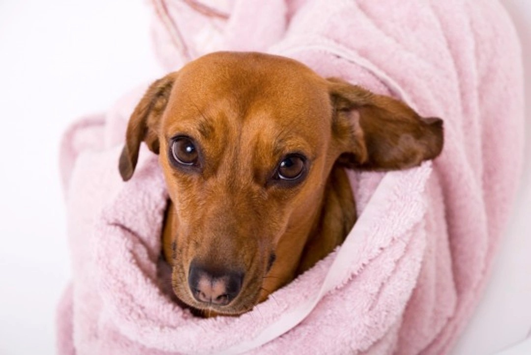 10 Common Canine Care and Behaviour Myths Debunked