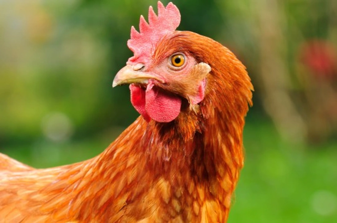 How to Care for Your Chickens When Going on Holiday