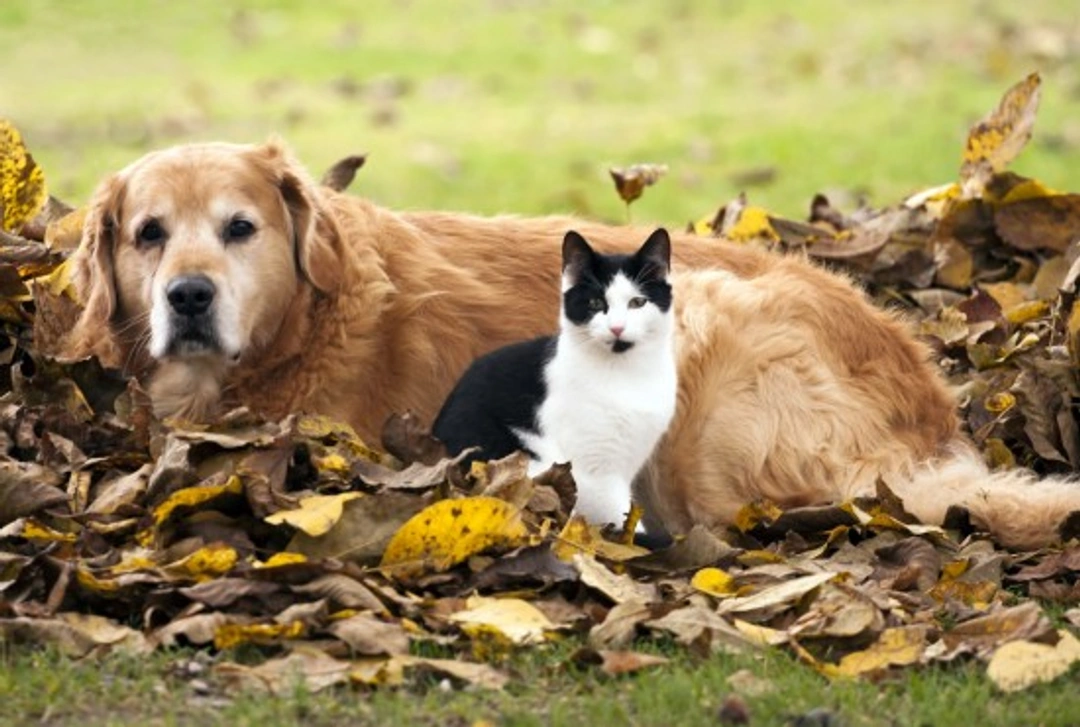 Vomiting, Regurgitation & Expectoration in Cats and Dogs