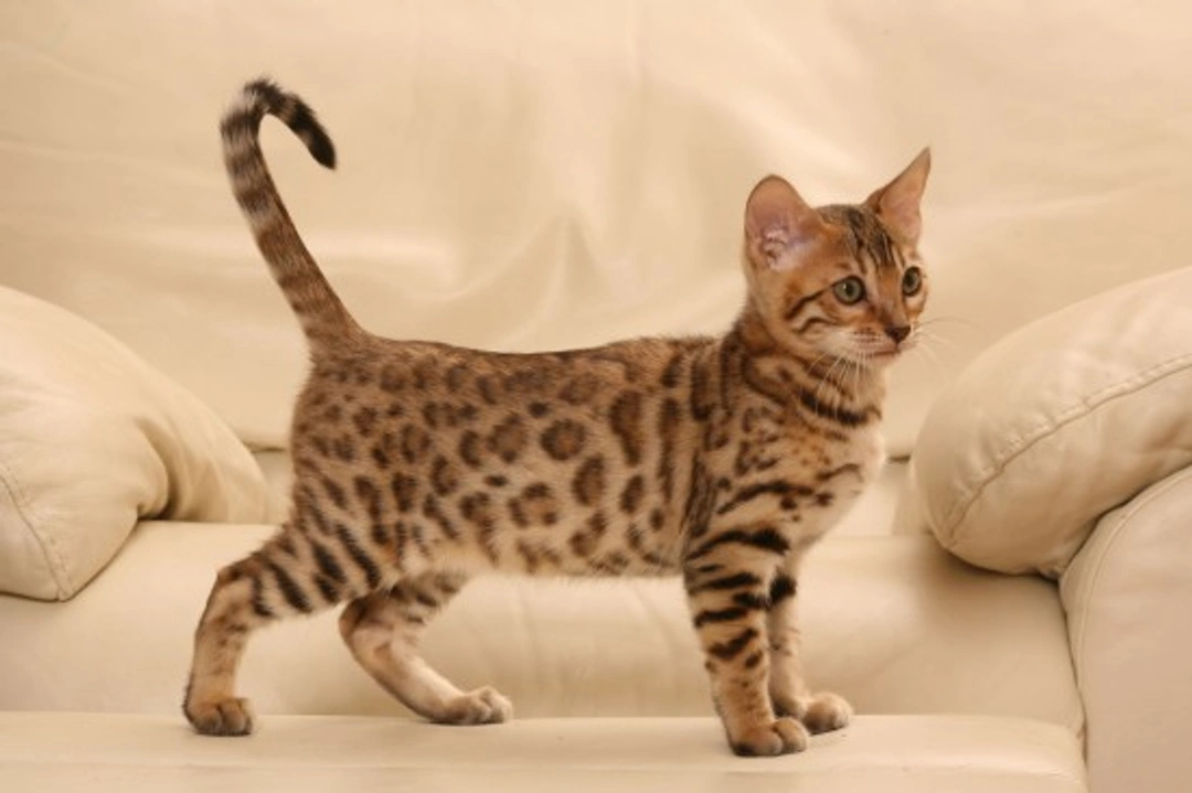 Bengal Cat Colours and Coat Types: Complete 2025 Guide