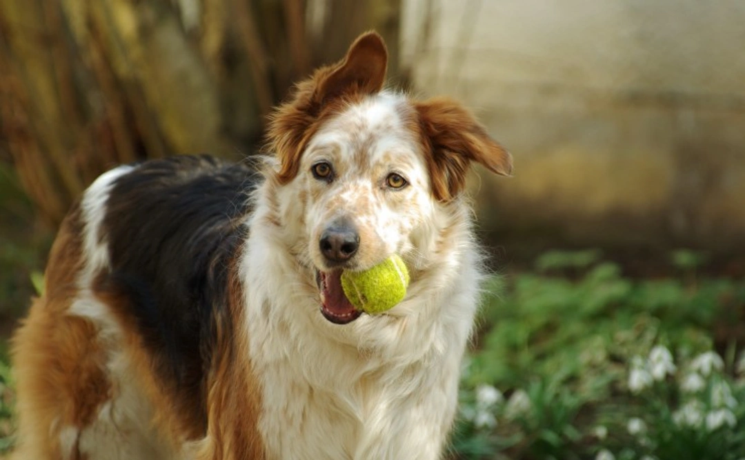 Five key factors to care for your mature dog