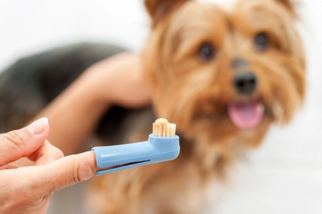 Comprehensive Guide to Canine Tooth Cleaning