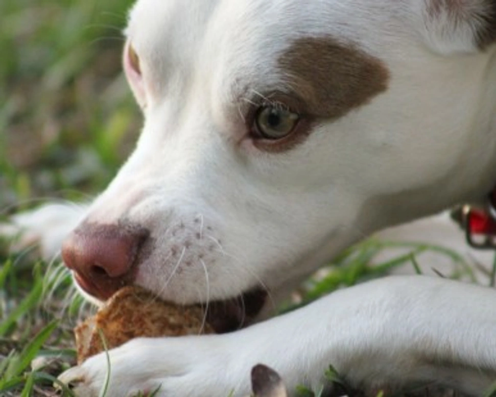 Cosa dare da mangiare al cucciolo appena arrivato a casa