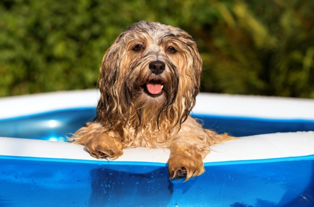 Summer Cooling Aids to Keep Your Dog Safe and Comfortable