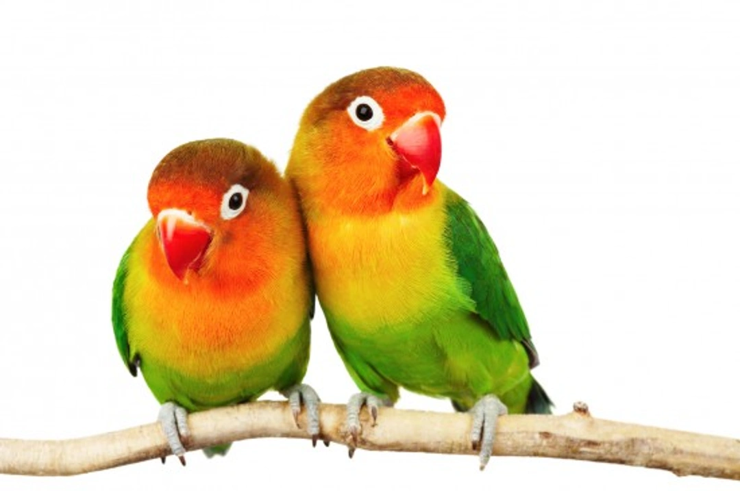 Fischer’s Lovebird: Care, Breeding & Health Guide