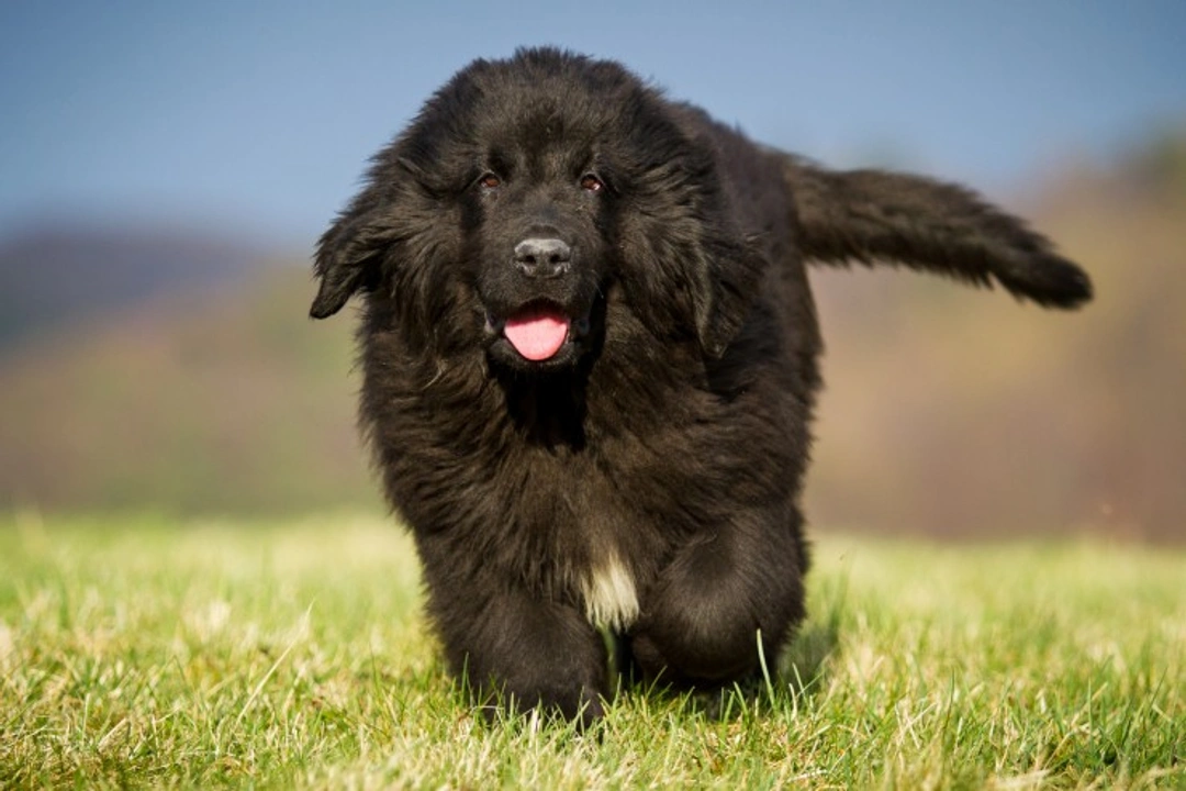 6 Dog Breeds Known to Be Good With Children