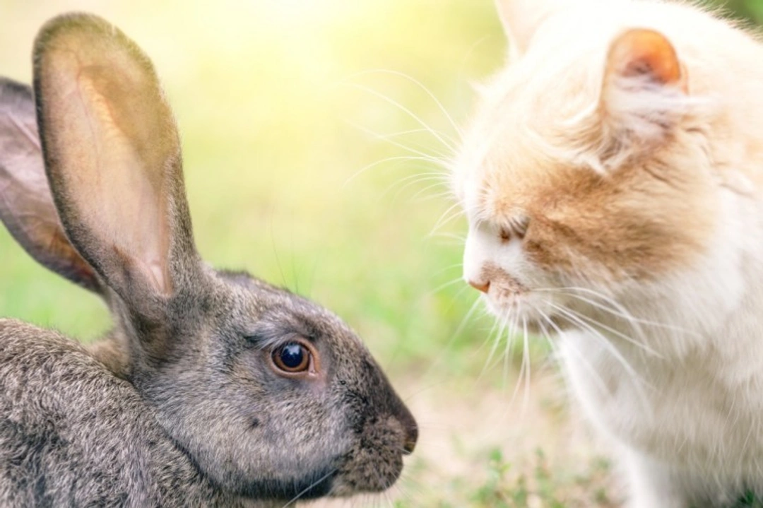The Rex Gene Mutation in Cats and Rabbits: A Complete Guide