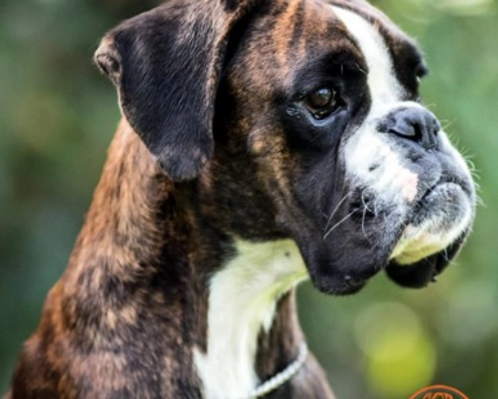 L'alimentazione del cucciolo Boxer