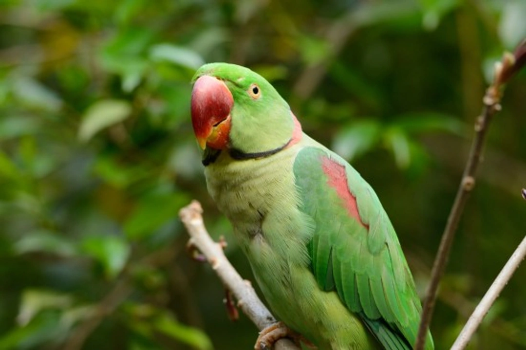 Alexandrine Parakeet: Care, Diet, Breeding & Behaviour