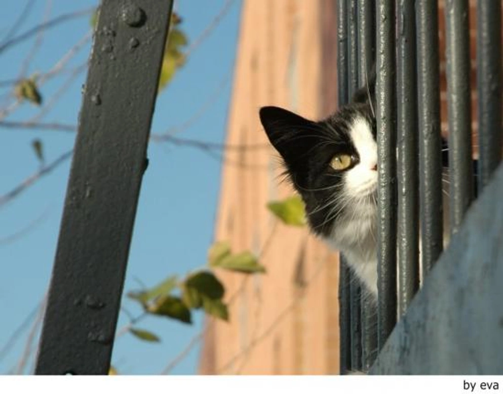 ¿Por qué se escapan los gatos y qué hacer si el tuyo huye?