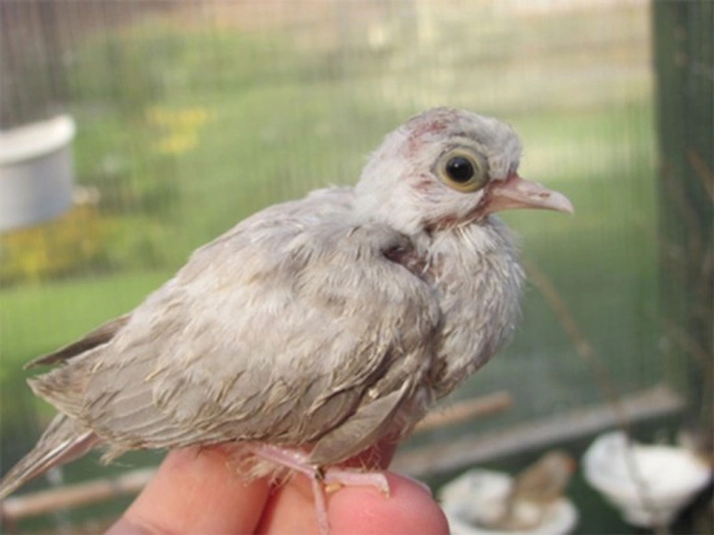 Diamond Doves: Care and Breeding Guide for the Littlest Dove