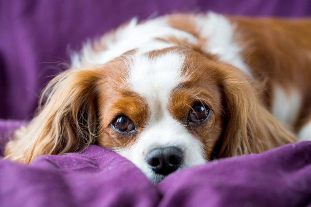 When Is A Sore Eye in Pets an Emergency?