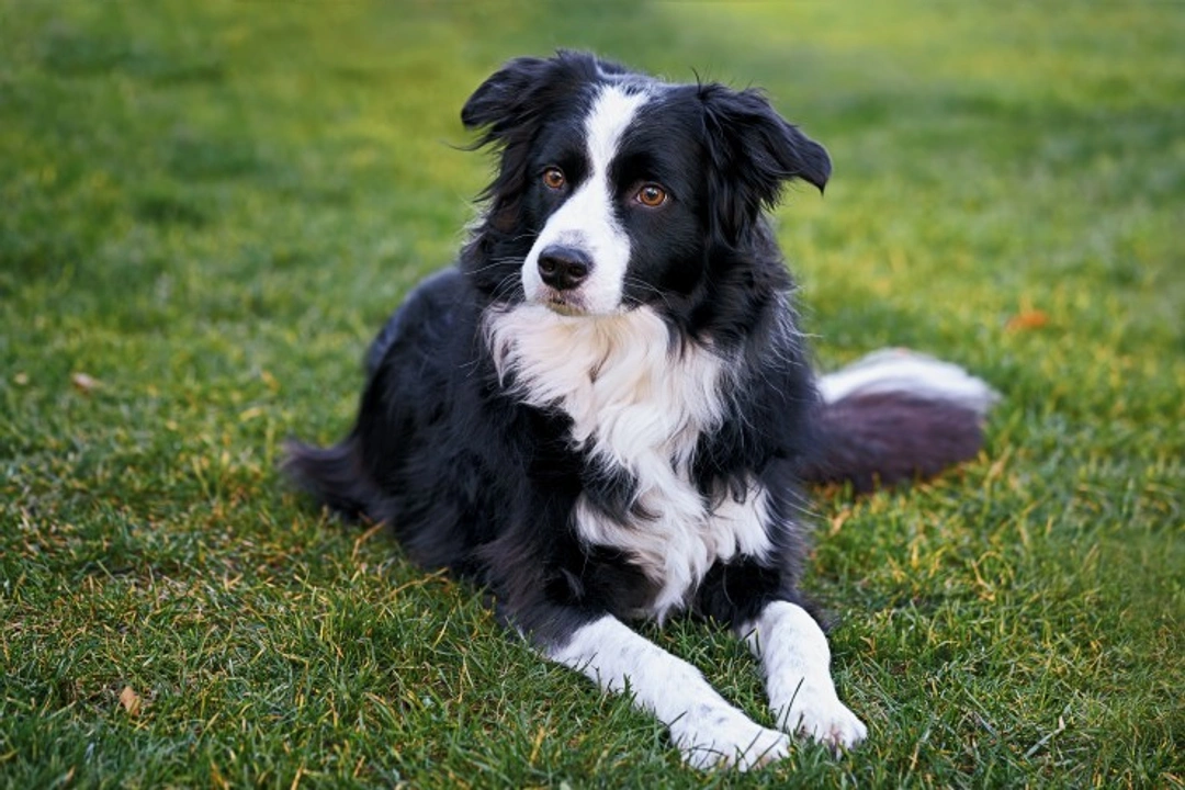 How to determine which traits your dog learned or inherited